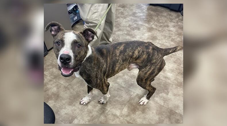 Billy is a 60-70 lb. Pittie mix who is looking for his furever home. He is approximately 2-years-old so he still has some puppy energy. He is playful and very affectionate. He seems to do well with other dogs but we do always recommend a meet-n-greet, prior to adopting. His adoption fee this week is $22, as he is the pet of the week. The fee includes his vaccines, alteration, microchip, 2022 dog license, and a free vet check. Call 937-521-2140, to schedule an appointment to meet him. Clark County Dog Shelter is at 5201 Urbana Road, Springfield. CONTRIBUTED