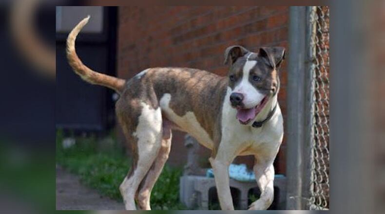 Hank is a gorgeous hunk of mixed breed between 55-60 pounds and is guesstimated at 1-1½ years old. Hank is friendly and active, and will do very well after he gets some basic obedience work down. He’ll come neutered, vaccinated, microchipped, vet checked and licensed for $22 as he is the Pet of the Week. Hank is at the Clark County Dog Shelter, 5201 Urbana Road, Springfield. Call 937-521-2140 or visit www.facebook.com/clarkcountydogshelter for more information. CONTRIBUTED