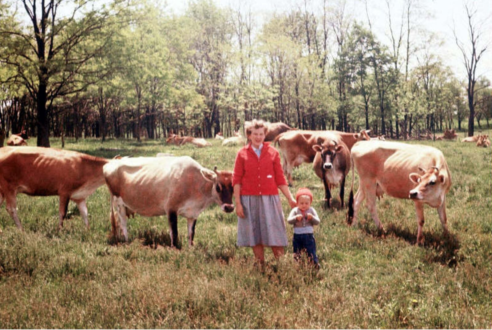 1956- Jo and Dan Young in the field with cows.