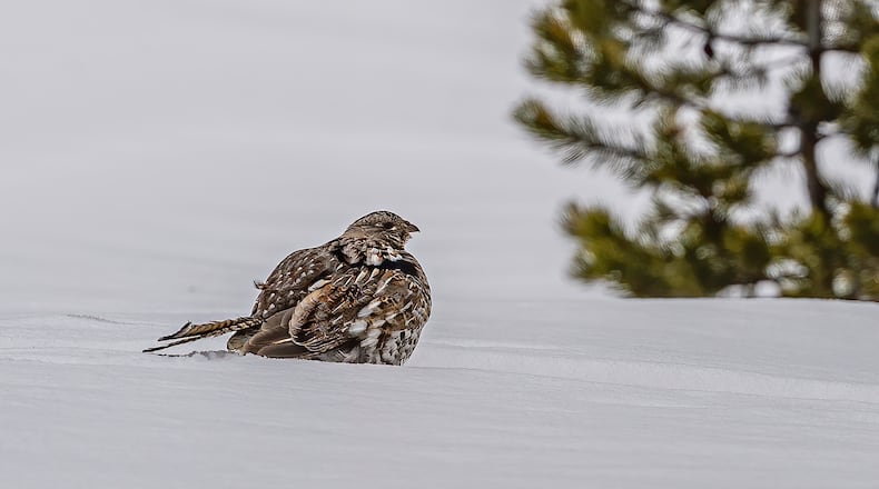 A Ruffed Grouse (Bonasa umbellus) sitting on the snow. iSTOCK/COX