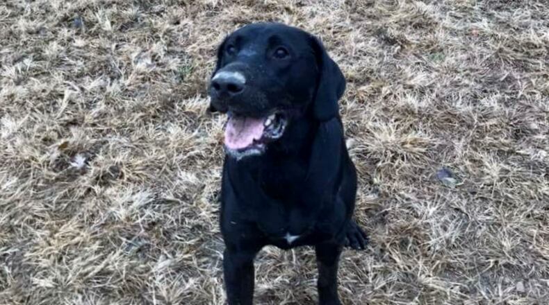 A happy Teddy, what is he thinking? FRANCIS KENNELS