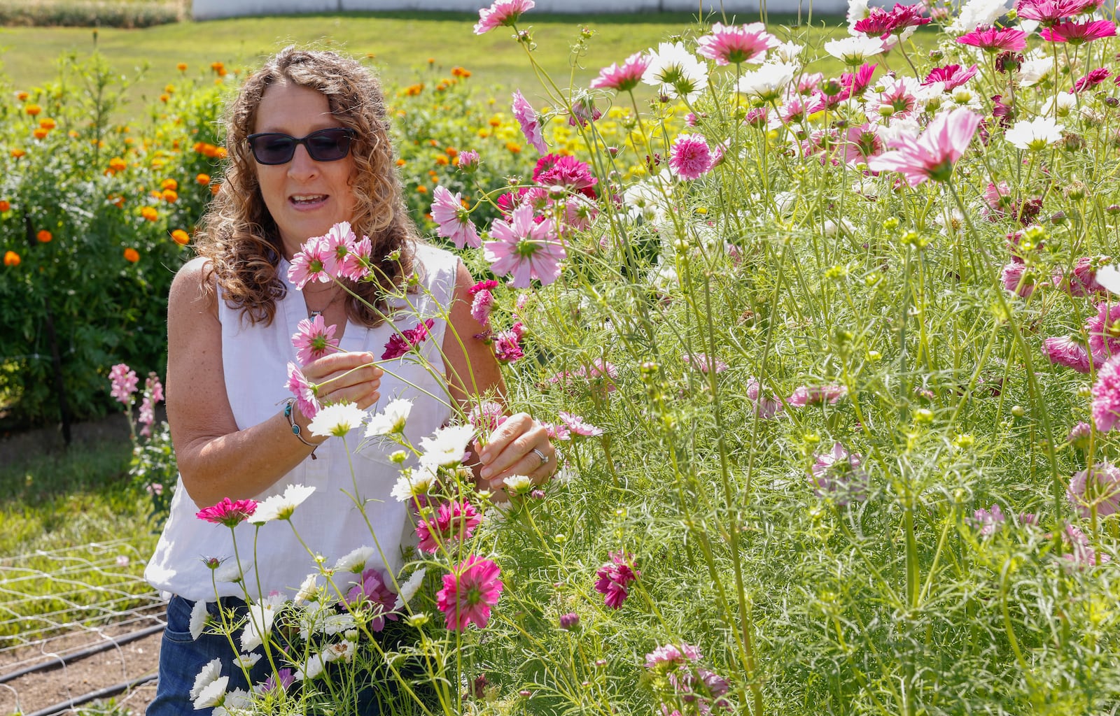 Farm owner Jennifer Roberts looks at cosmos on Bloomfield Farm's U-pick flower farm on Monday, August 25, 2025, in Springfield. JOSEPH COOKE/STAFF