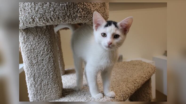 Hello, I’m Blaire! I’m a kitten with a big personality. I’m sweet as honey, always ready to share a purr or a playful swat at a toy mouse. I’m a friendly little gal, eager to meet new friends and playmates. I love cuddles and can’t resist a good lap to snuggle in. I’m a bundle of joy and energy, but I also know when it’s time to curl up for a nap. I’m looking for a forever home where I can grow, play, and love. Come visit me at the Paws Animal Shelter, 1535 West U.S. Highway 36, Urbana. Check out Paws at pawsurbana.com, on Facebook at facebook.com/paws.urbana, on Petfinder at petfinder.com or call 937-653-6233. Paws is in need of volunteers and foster homes. CONTRIBUTED