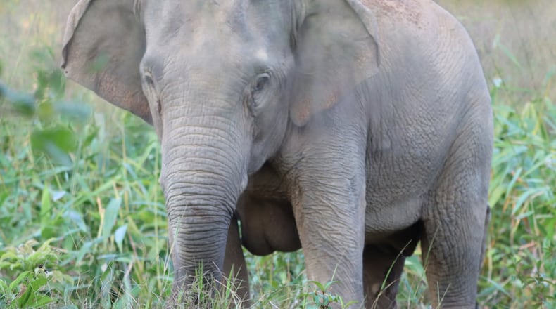 This photo released by Thailand Department of National Parks, Wildlife and Plant Conservation shows a wild elephant after it received an elephant contraception vaccine in the Trat province of Thailand, Tuesday, Jan. 27, 2026. (Thailand Department of National Parks, Wildlife and Plant Conservation via AP)