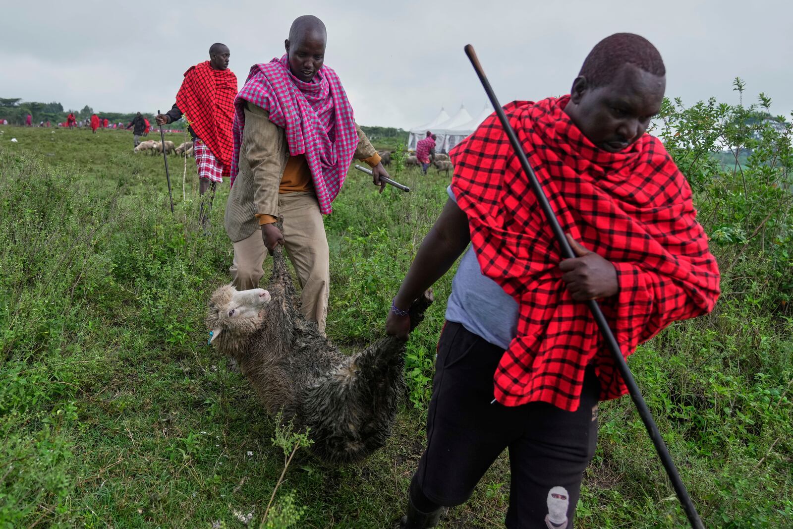 Men of the Maasai tribe carry a ram to be roasted and eaten, during the Enkipaata ceremony, a Maasai male rite of passage, specifically the initiation of boys, marking the transition from childhood to becoming a moran (warrior) in Olaimutiai, Narok County, Kenya Thursday, April 24, 2024. (AP Photo/Brian Inganga)