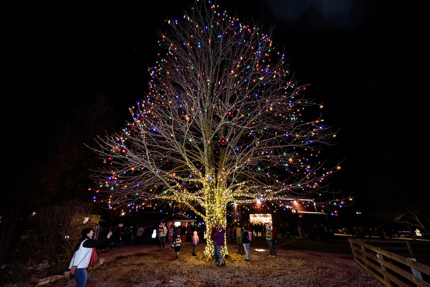 PHOTOS: Barnabe's Buckeye Tree Lighting Ceremony at Young's Jersey Dairy