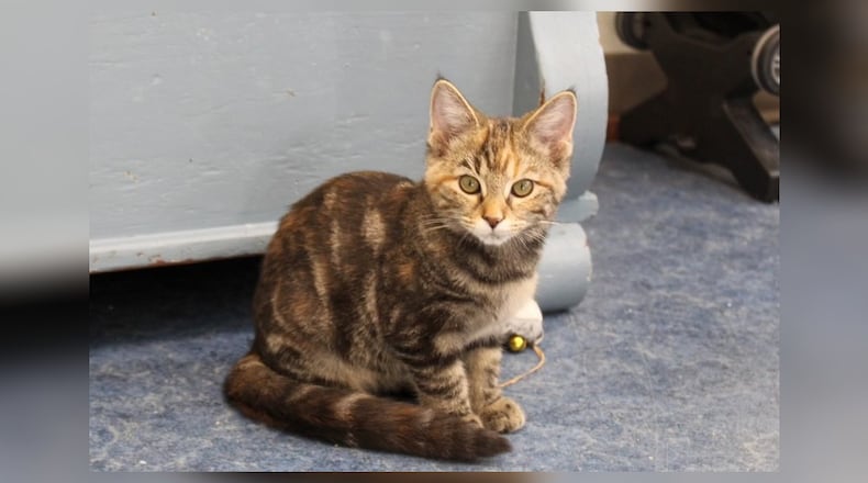 Susie and her four siblings were found with their momma, Aurora, in Mechanicsburg when the kittens were very young. Momma and babies were brought to Paws Animal Shelter. They’re having a blast in one of our free roaming kitten rooms, playing with each other and their new kitten friends. They also like looking out the window at all the birds visiting the feeders. They’re super sweet, loving and playful, and would be wonderful additions to any family. Come visit Susie and the gang at the Paws Animal Shelter, 1535 West U.S. Highway 36, Urbana. Check out Paws at pawsurbana.com, on Facebook at facebook.com/paws.urbana, on Petfinder at petfinder.com or call 937-653-6233. Paws is in need of volunteers and foster homes. CONTRIBUTED