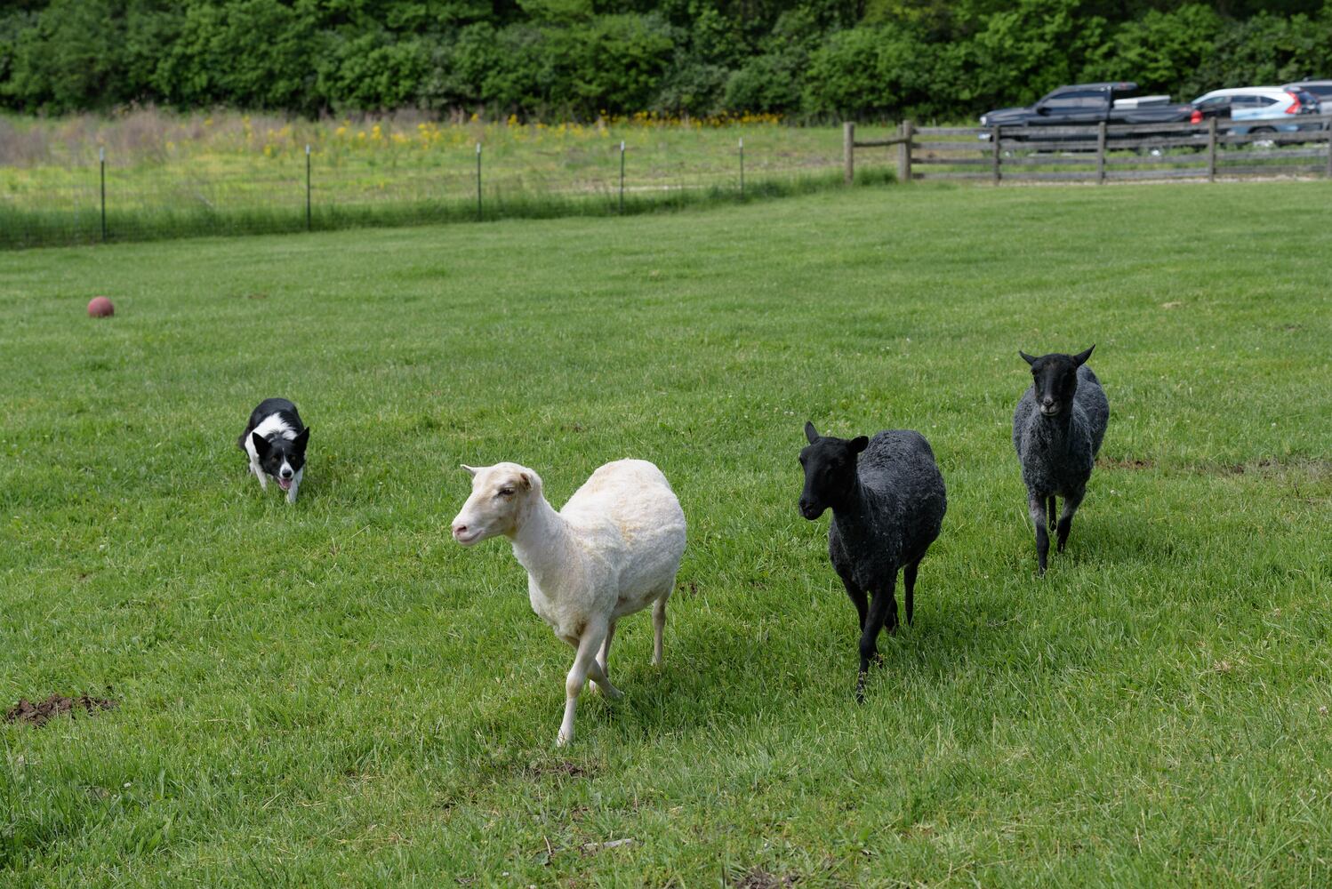 PHOTOS: Wooly Wonders - Spring on the Farm Family Event at Learning Tree Farm