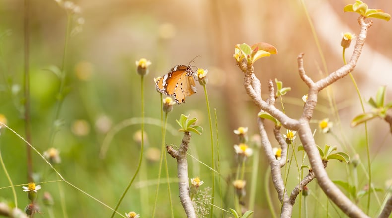 Butterflies and buds a sign of early spring. CONTRIBUTED