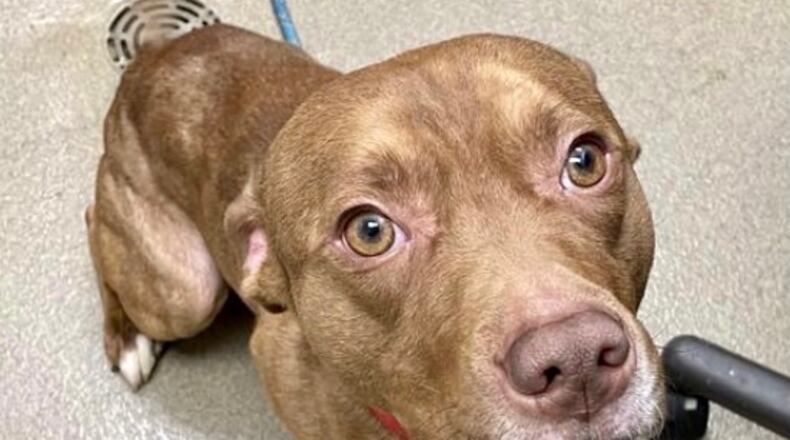 John is the Clark County Pet of the Week from the Clark County Dog Shelter.