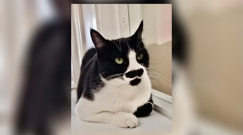 Licorice is a petite 1-year-old spayed female. She has quite unusual markings as you can see. While Licorice gets along with most of the cats here at the shelter, she’s selective in who she chooses to be friends with. She may do best as an “only cat” home. Come meet her at the Paws Animal Shelter, 1535 West U.S. 36, Urbana. Check out PAWS at www.pawsurbana.com, on Facebook at www.facebook.com/paws.urbana, on Petfinder at petfinder.com or call 937-653-6233. PAWS is in need of volunteers and foster homes. CONTRIBUTED