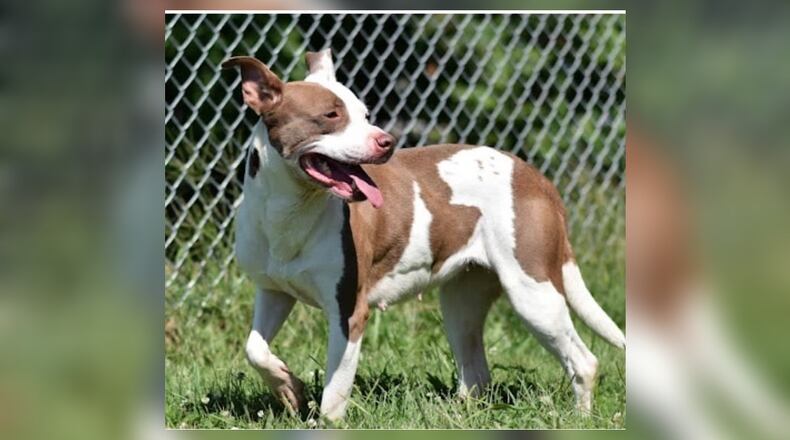 Selene is a beautiful approximately 2-year-old mix around 40 pounds who needs to be with her family for some lovely fall walks and bonfire cuddles. Selene is spayed, vaccinated, microchipped, vet checked and licensed for $22 thanks to the sponsors this week as she is the Pet of the Week. Selene is at the Clark County Dog Shelter, 5201 Urbana Road, Springfield. Call 937-521-2140 or visit www.facebook.com/clarkcountydogshelter for more information. CONTRIBUTED