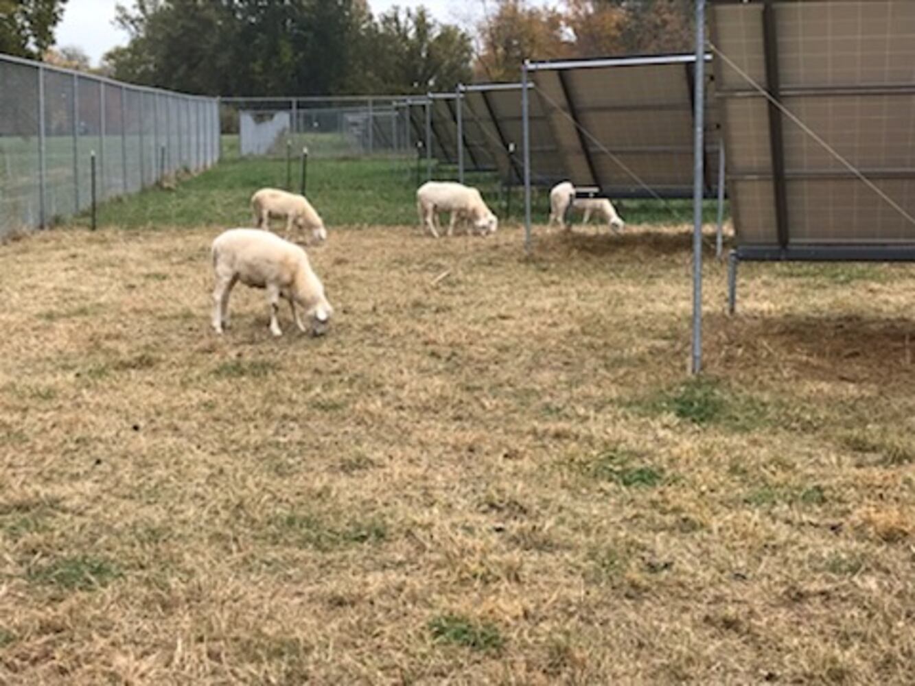 PHOTOS: Antioch College lambs