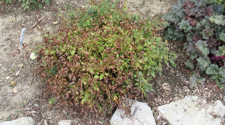 The perennial Astible with leaf scorch from lack of water. CONTRIBUTED