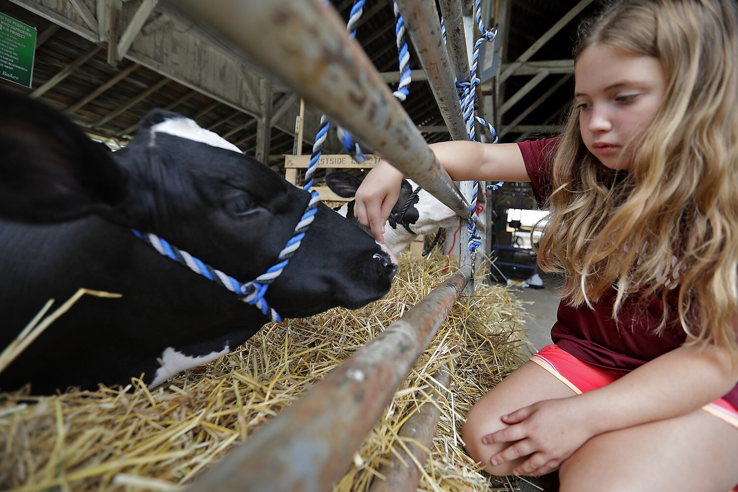 Champaign County Fair
