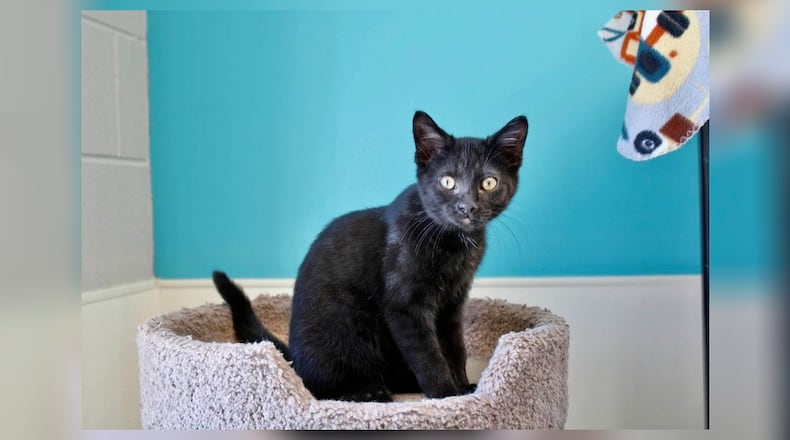 Berry was found with his brother Larry at a business in Urbana. The workers brought them in as they were so tiny (11 and 12 ounces each). They were brought to Paws Animal Shelter, where they went into foster care right away as they had to be bottle fed around the clock. Berry did great and is now back at the shelter in one of our kitten rooms. He’s having so much fun playing with all his kitten roommates, and he really gets along great with everyone. If you don’t already have a cat or kitten and are interested in Berry, we recommend that you adopt another kitten to keep him company. Come visit him at 1535 West U.S. Highway 36, Urbana. Check out Paws at pawsurbana.com, on Facebook at facebook.com/paws.urbana, on Petfinder at petfinder.com or call 937-653-6233. Paws is in need of volunteers and foster homes. CONTRIBUTED