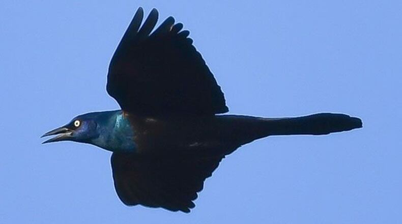 A grackle in flight.