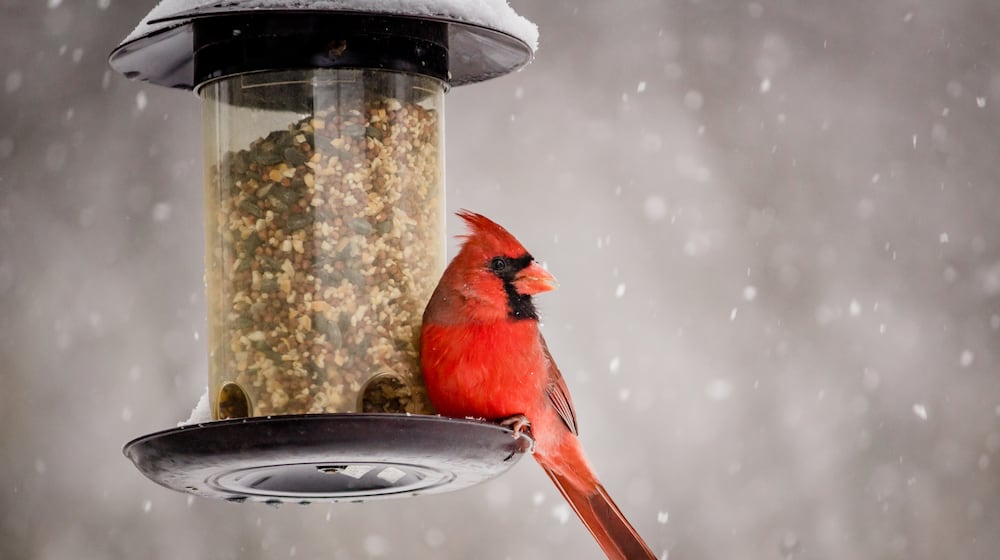 A Northern Cardinal perched at a feeder on a winter day. iSTOCK/COX