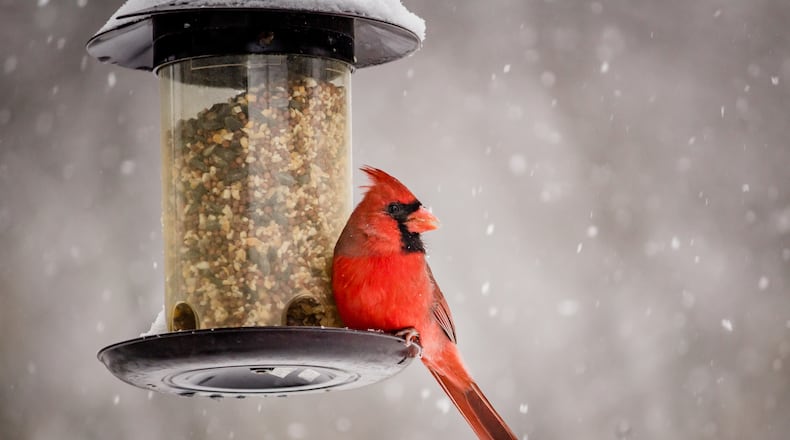 A Northern Cardinal perched at a feeder on a winter day. iSTOCK/COX