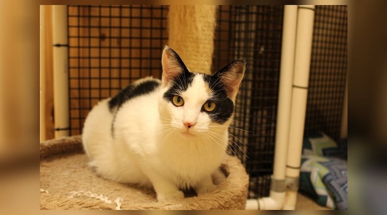 Hi there, I’m Izzy! I’m still quite young, full of life and love to play. I can chase a toy mouse like no one’s business. I’m also super sweet and friendly. I’m a great listener and I promise to keep your secrets. I also give the best head bumps and purrs when I’m happy. Adopting me means gaining a loyal friend, a playful companion, and a confidante. Come visit me at the Paws Animal Shelter, 1535 West U.S. Highway 36, Urbana. Check out Paws at pawsurbana.com, on Facebook at facebook.com/paws.urbana, on Petfinder at petfinder.com or call 937-653-6233. To apply to adopt any of our cats or kittens, visit pawsurbana.org. Paws is in need of volunteers and foster homes. CONTRIBUTED
