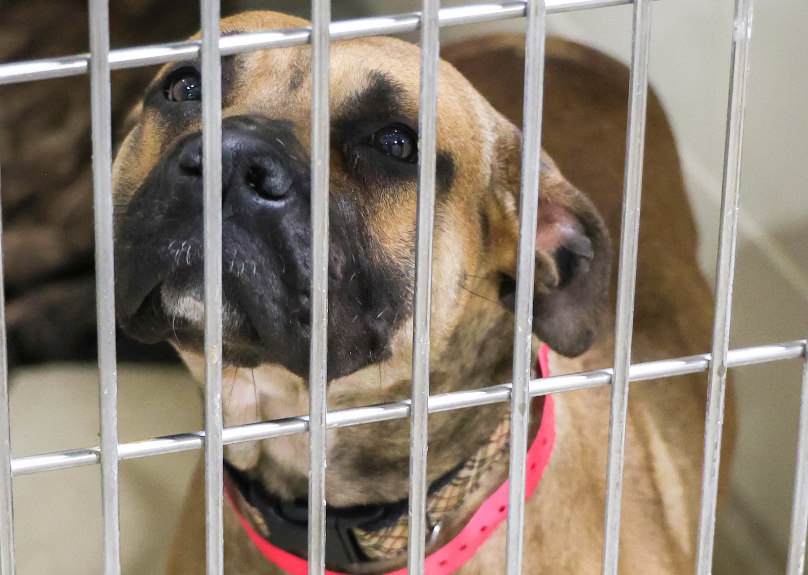 Suki, a 3-year-old female pit bull, waits for a treat held by animal shelter staff (unpictured) on May 6 at Montgomery County Animal Resource Center.