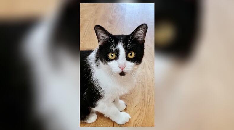 Tabitha is a very sweet, friendly 1-year-old black and white spayed female. She gets along with all the other cats and is ready to find a place to call her own. She’ll do well in just about any home. Come visit her at the Paws Animal Shelter, 1535 West U.S. 36, Urbana. Check out PAWS at www.pawsurbana.com, on Facebook at www.facebook.com/paws.urbana, on Petfinder at petfinder.com or call 937-653-6233. PAWS is in need of volunteers and foster homes. CONTRIBUTED