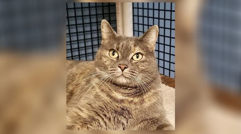 Independence is a 1-1/2-year-old female gray tabby who is is already spayed and up to date on her shots. Independence loves being petted and is just as sweet as can be. She gets along with the other cats, has a gentle nature and will do well in most any home. Come visit her today at the Paws Animal Shelter, 1535 West U.S. 36, Urbana. Check out PAWS at www.pawsurbana.com, on Facebook at www.facebook.com/paws.urbana, on Petfinder at petfinder.com or call 937-653-6233. PAWS is in need of volunteers and foster homes. CONTRIBUTED