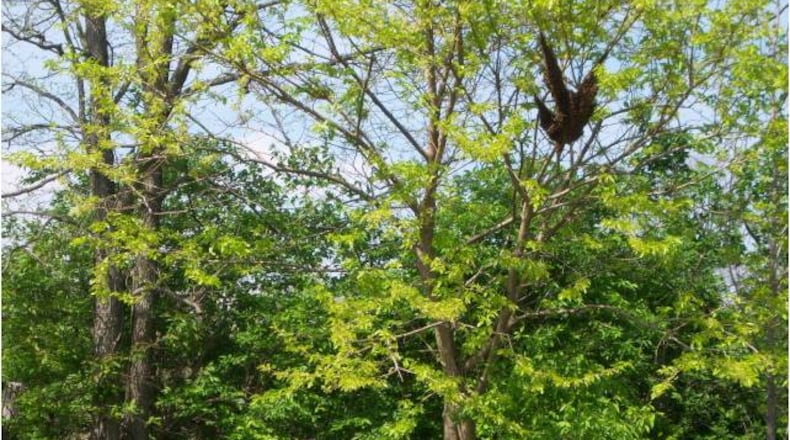 This swarm was conveniently located near a bee yard. Photo by Pam Cottrel