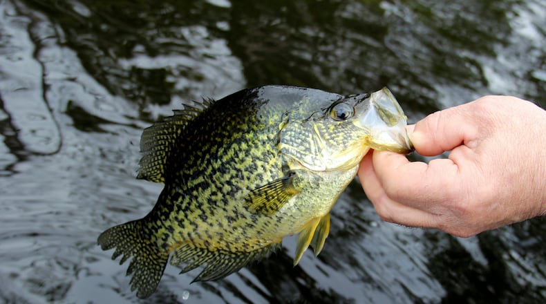 Crappie being released back to the lake by a fisherman. iSTOCK/COX