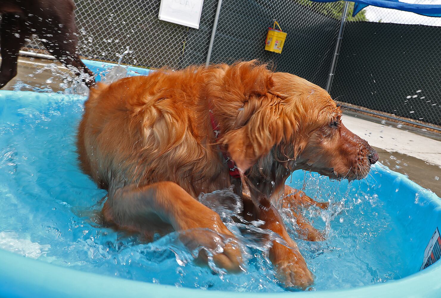 PHOTOS: Doggie Pool Party