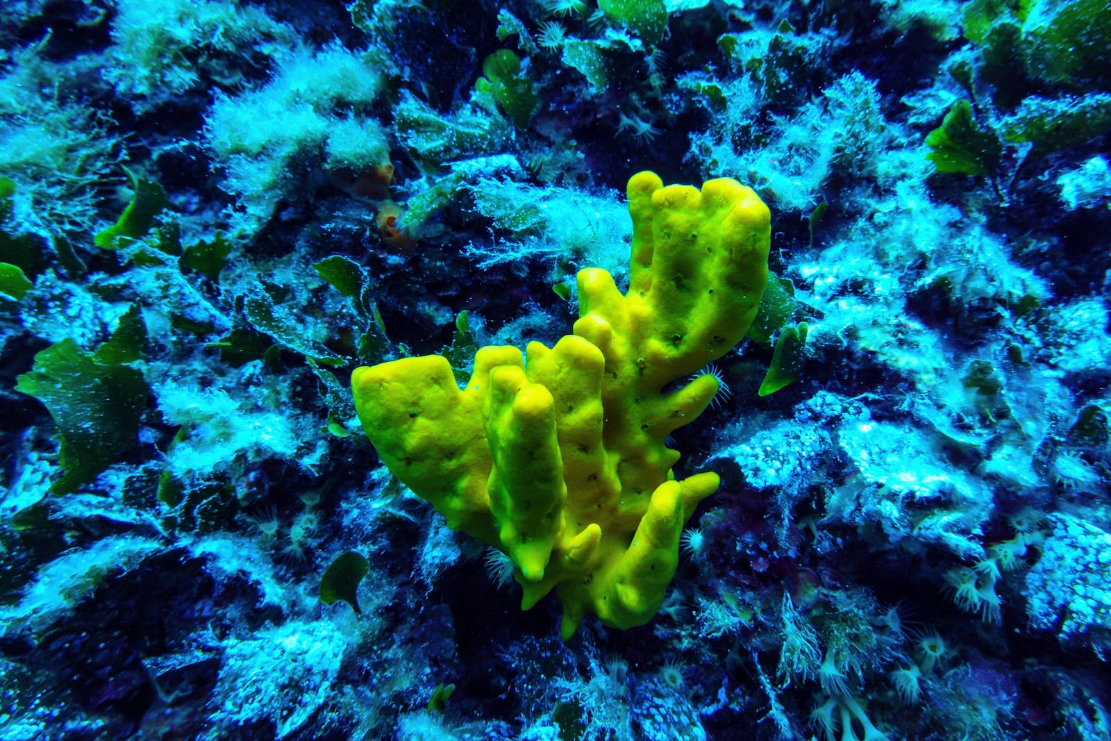 Coral is visible in the protected area of France's Porquerolles National Park ahead of the U.N. Ocean Conference on Friday, June 6, 2025. (AP Photo/Annika Hammerschlag)