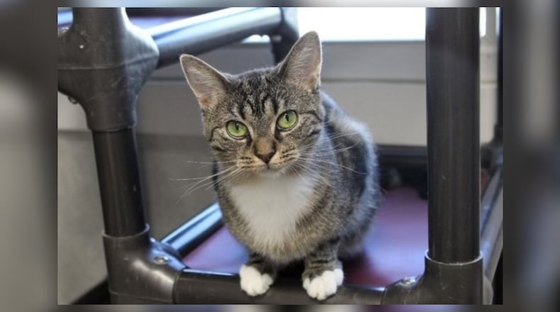 I’m Brooke. I used to live in a world of towering hay bales, my own little Gotham. I was the Batcat, stealthily exploring every nook, my curiosity was my superpower. One day, my world shifted and I found myself here at Paws Animal Shelter. I’m shy at first, like any good superhero maintaining her secret identity. But give me just a little time (and a few treats wouldn’t hurt either) and I’ll show you my playful, gentle side. I’m sweet, and I promise to be your loyal sidekick. I’m on a new mission now, to find a forever home. Come visit me at the Paws Animal Shelter, 1535 West U.S. Highway 36, Urbana. Check out Paws at pawsurbana.com, on Facebook at facebook.com/paws.urbana, on Petfinder at petfinder.com or call 937-653-6233. To apply to adopt any of our cats or kittens, visit pawsurbana.org. Paws is in need of volunteers and foster homes. CONTRIBUTED