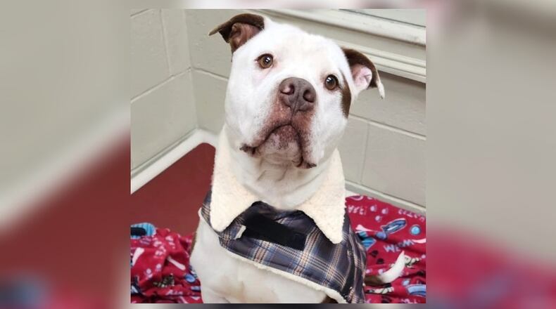 Meet Hod Rod! This is the most fun, and cutest guy that could ever step foot into your life. He is everyone’s best friend at the shelter. Hot Rod is potty trained, and knows basic commands. He loves toys but does not destroy them, and he loves to cuddle and get belly rubs. Hot Rod needs a very special home where he can get all the love he deserves. Stop by the shelter to meet this handsome boy and walk out with him for $22. We promise you will furever fall in love. Clark County Dog Shelter is at 5201 Urbana Road, Springfield. CONTRIBUTED