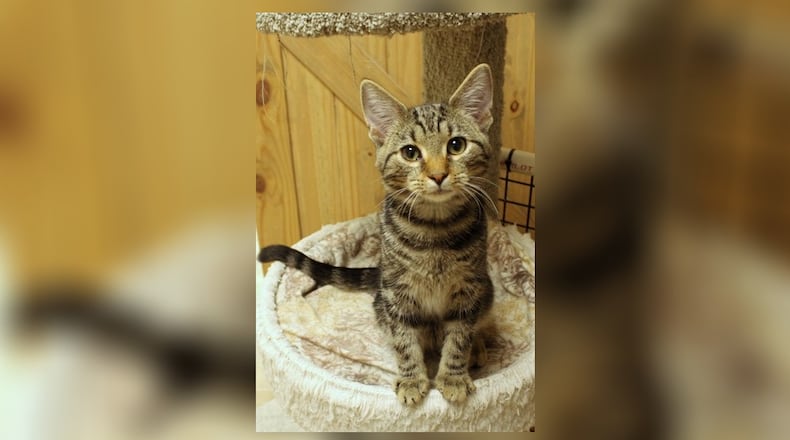 Hello, I’m Boone! My life began in a magical way. You see, my mom, Posey, and my siblings and I were living in a cramped place with too many cats. One day, a kind fairy saw our predicament. She waved her wand, and poof! We found ourselves in a cozy place, Paws Animal Shelter. Because my siblings and I were less than two weeks old, our whole family went into foster care for a month. I’m full of life, always ready to play and explore. I’ve got energy to spare and a heart full of affection. I promise, if you choose to adopt me, I’ll fill your home with joy and laughter. Come visit Boone at Paws Animal Shelter, 1535 West U.S. Highway 36, Urbana, online at pawsurbana.org, Facebook at facebook.com/paws.urbana, on Petfinder at petfinder.com or call 937-653-6233. Paws is in need of volunteers and foster homes. CONTRIBUTED