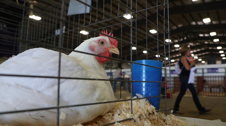 A chicken sits in its cage back stage at the Auction of Champions event at the Clark County Fair. FILE/BILL LACKEY/STAFF