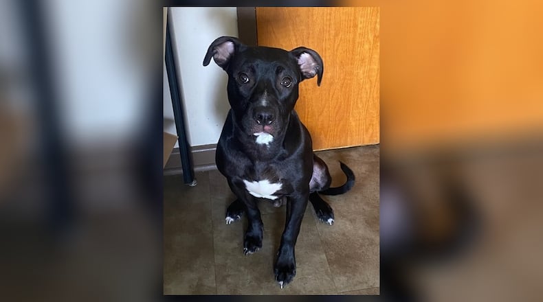 Cole is a young mixed breed with a playful spirit and a heart full of love. He’s handsome, energetic, and always up for fun, whether it’s a walk, a game of fetch, or just cuddling up. Cole loves people, is up-to-date on vaccines, and is ready to find his forever home. Don’t miss your chance to meet this sweet boy and take him home for $22 this week. Clark County Dog Shelter is at 5201 Urbana Road, Springfield. CONTRIBUTED