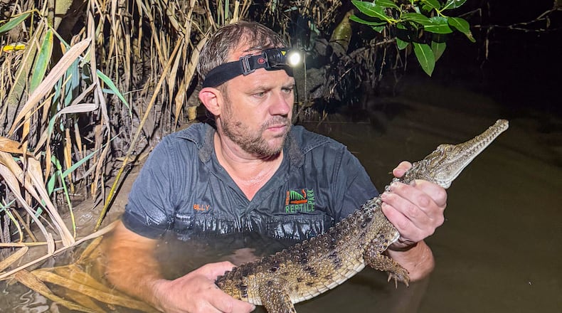 In this photo provided by Australian Reptile Park, its manager Billy Collett holds a freshwater crocodile caught in Ironbark Creek near Newcastle, Australia, Sunday, March 1, 2026. (Brandon Gifford/Australian Reptile Park via AP)