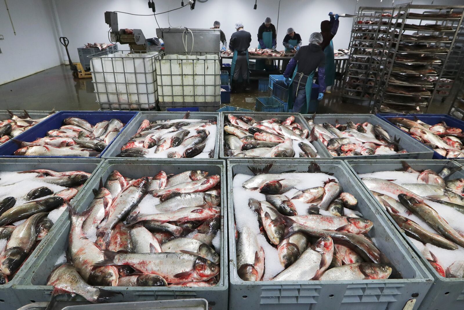 FILE - Asian carp are processed at Two Rivers Fisheries in Wickliffe, Ky., Feb. 11, 2020. (AP Photo/Mark Humphrey, File)