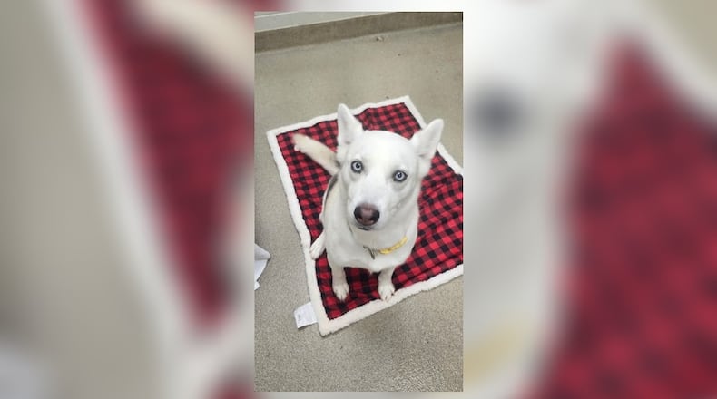 Christine is a 43 lb., 3-year-old Husky mix. She has a very sweet and mellow personality. She loves attention and she is absolutely stunning. She seems to do well with other dogs here at the shelter, but we are unsure about cats. We do always recommend a meet ‘n’ greet, prior to adopting to ensure it’s a good match. As the cold months are approaching, the shelter is needing more blankets here at the shelter and to those in the community that are in need. Clark County Dog Shelter is at 5201 Urbana Road, Springfield. CONTRIBUTED