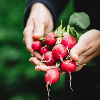 Women harvesting fresh radish in farm. ISTOCK