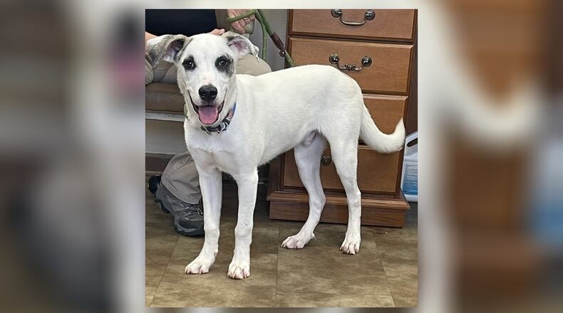Meet Apex! He is a 7-month-old Husky mix, around 40 lbs. He is an all-round wonderful boy. This high-spirited little boy loves all dogs, kids and people. He would do great in just about any home setting. His adoption fee this week is $22, as he is pet of the week. That includes his neuter, vaccines, microchip, and a 2024 dog license. Stop by the shelter to meet him. Clark County Dog Shelter is at 5201 Urbana Road, Springfield. CONTRIBUTED