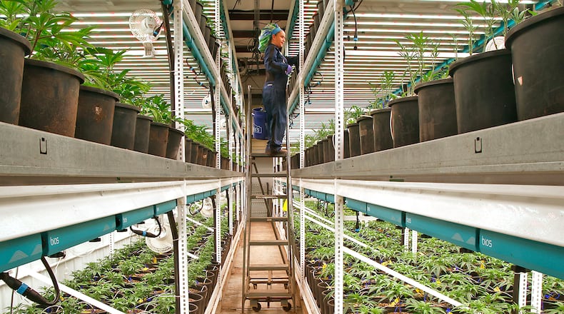Pure Ohio Wellness employee Korinne Kirkmeyer tends to the cannibus plants growing in their cultivation at production facility in Clark County Monday, Dec. 4, 2023. BILL LACKEY/STAFF