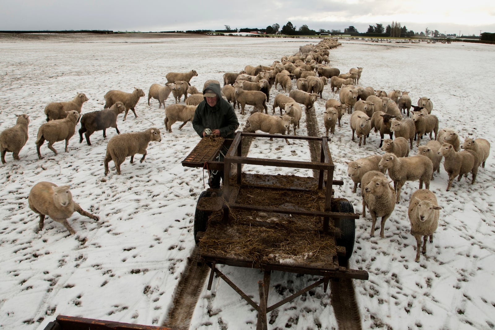 FILE - Farmer Ross Turner feeds his sheep hay in his snow covered paddocks on the outskirts of Christchurch, New Zealand, July 12, 2017. (AP Photo/Mark Baker, File)