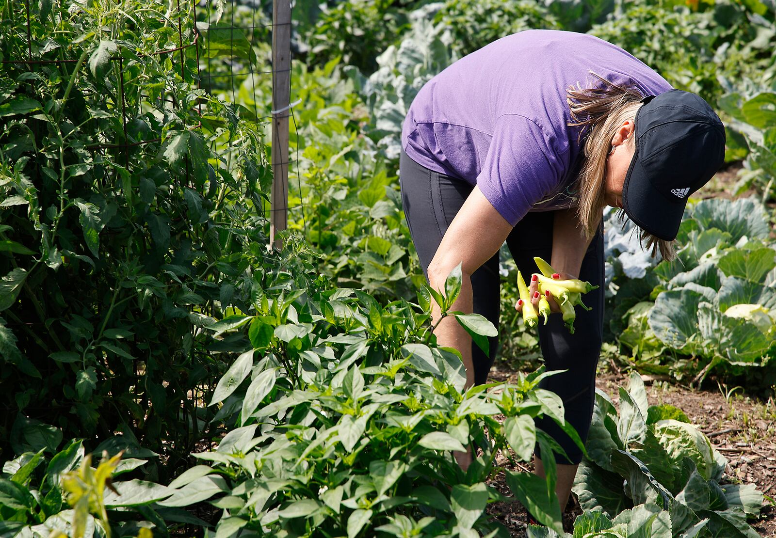 Melanie Toles harvests some of the vegetables from her garden at the Jefferson Street Oasis Friday, July 12, 2024. BILL LACKEY/STAFF