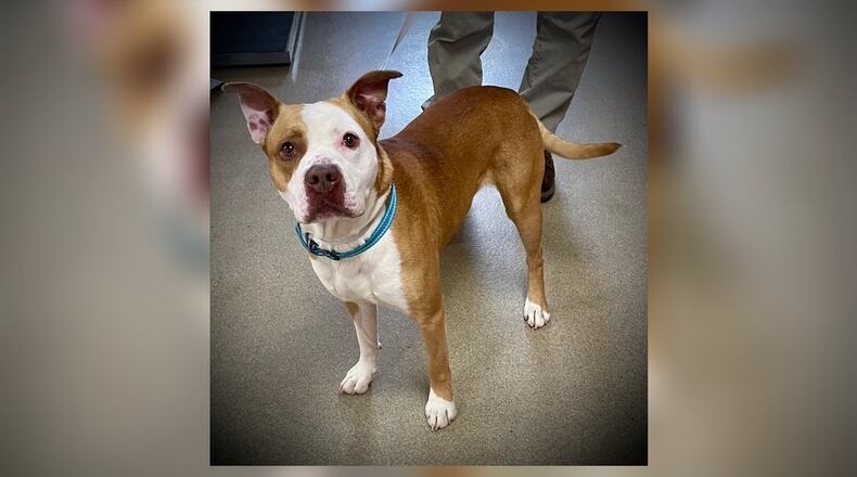 Buster is a 2-3 year old terrier mix that weighs approximately 55 lbs. He is a very energetic and loves to run and play. He does well with other dogs, but of course we don’t know how he does around cats. We always recommend a meet-n-greet with family members prior to adopting. His adoption fee this week is $77, as he is Clark County Dog Shelter’s Pet of the Week. That includes alteration, vaccines, microchip, dog license, and a free vet check. Call 937-521-2140 for an appointment to meet him. Clark County Dog Shelter is at 5201 Urbana Road, Springfield. CONTRIBUTED