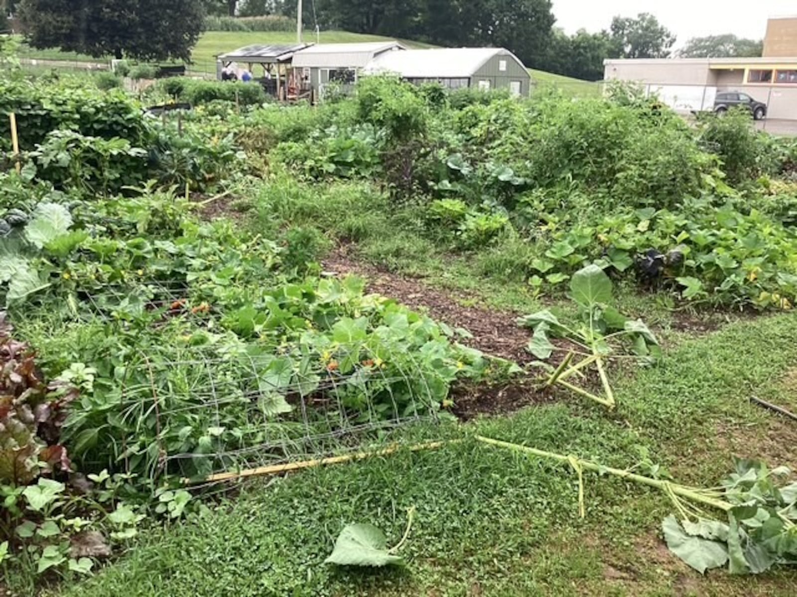 Crops at Jefferson Street Oasis, a large community garden in Springfield, were damaged by vandals overnight July 30, 2025. Children in the community have since come forward to take responsibility for the damage and are now working with volunteers at the garden to provide restitution. COURTESY OF LARRY RICKETTS
