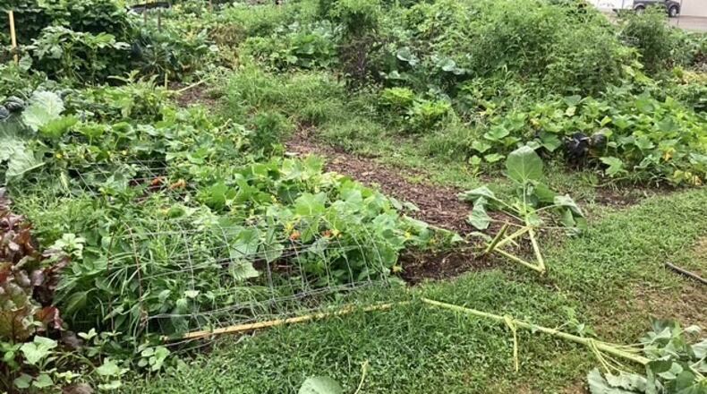 Around 70% of crops at Jefferson Street Oasis, a large community garden in Springfield, were damaged by vandals Wednesday, July 30, 2025 night. Photo by Larry Ricketts