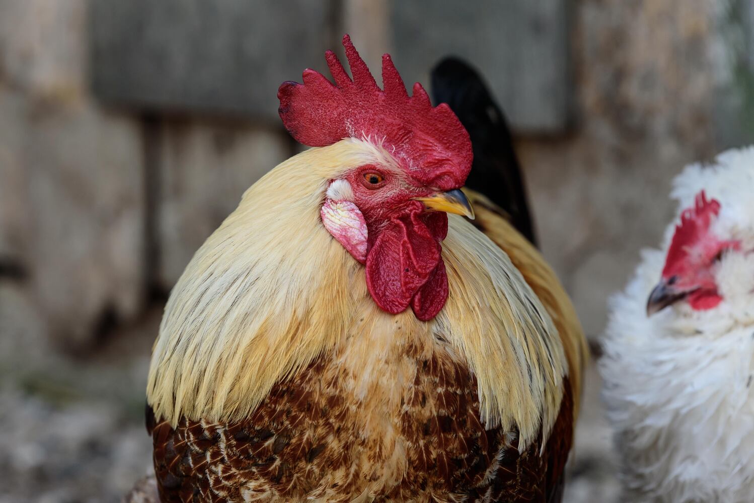 PHOTOS: Wooly Wonders - Spring on the Farm Family Event at Learning Tree Farm