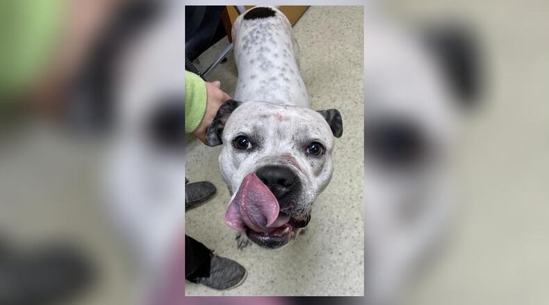 Buster is a beautiful 46 lb., mixed breed boy who came in injured (believed to be hit by a car). We’re guessing he’s 1 year old. Now that he is healing very well from his injuries, he is looking for his furever home. He is very friendly and seems good with other dogs. We always recommend a meet and greet if you have other canine members in your family. Since he is our Pet of the Week, he can come home with you for $111. That includes his neuter, heartworm test, vaccines, microchip, dog license, and a free vet check. Call 937-521-2140 for an appointment to meet him. Clark County Dog Shelter is at 5201 Urbana Road, Springfield. CONTRIBUTED