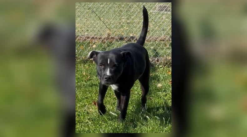Looking for a new cuddly friend for this cold season? Meet Oreo! This sweet girl is a mixed breed that weighs around 50 lbs. She is a friendly girl who loves attention. She seems to do well with other dogs, however, we are unsure about cats. Her fee includes her spay, vaccines, microchip, dog license, and a free vet check. She would love you to meet her and potentially take her home forever. As the cold months are approaching, the shelter is needing more blankets here at the shelter and to those in the community that are in need. Clark County Dog Shelter is at 5201 Urbana Road, Springfield. CONTRIBUTED